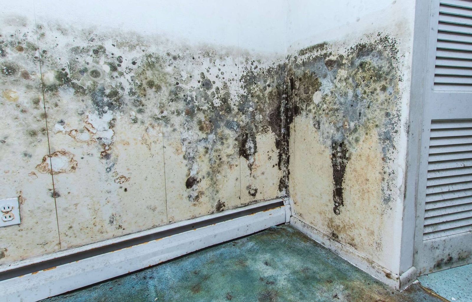 Mold Remediation & Removal Done Safely